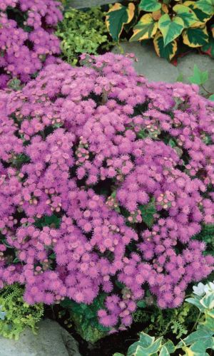 Агератум БАРБИ РОЗОВЫЙ