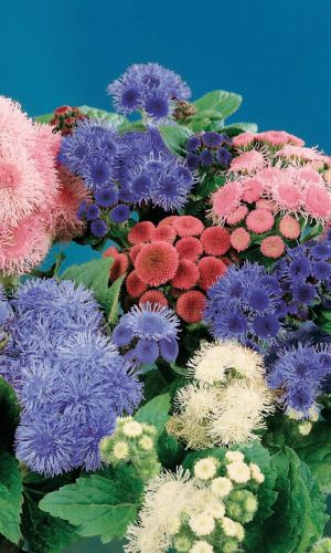 Агератум КАЛЕЙДОСКОП