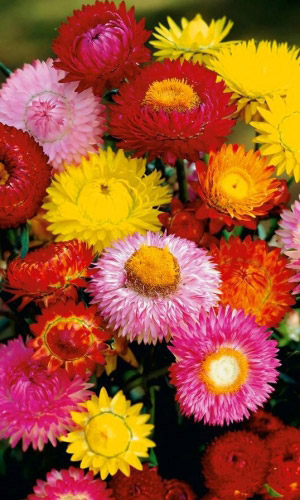 Акроклинум СМЕСЬ ОКРАСОК