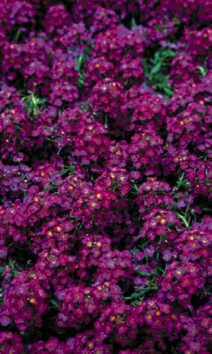 Алиссум ВОСТОЧНЫЕ НОЧИ