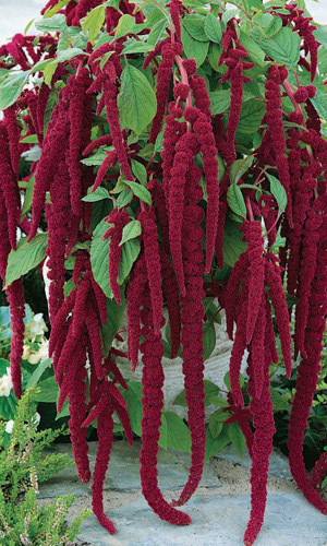 Амарант КРАСНЫЙ ВОДОПАД