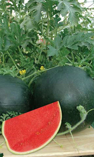 Арбуз САХАРНАЯ МОЛНИЯ F1