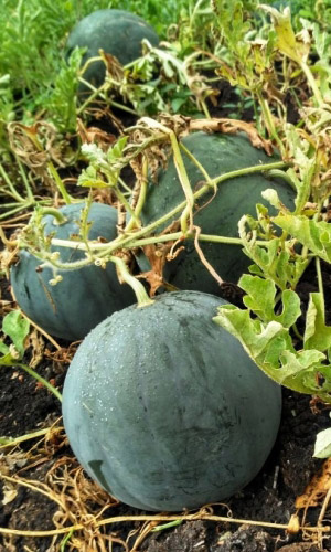 Арбуз СКОРОСПЕЛКА