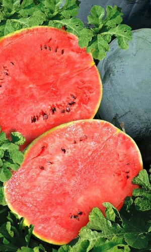 Арбуз СЛАДКОЕЖКА