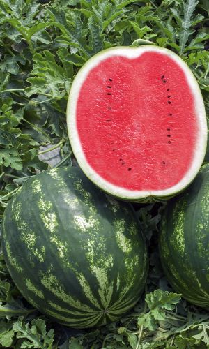 Арбуз СВЕРХРАННИЙ
