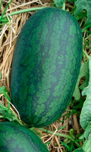 Арбуз УРАЛЬСКИЙ СКОРОСПЕЛ F1