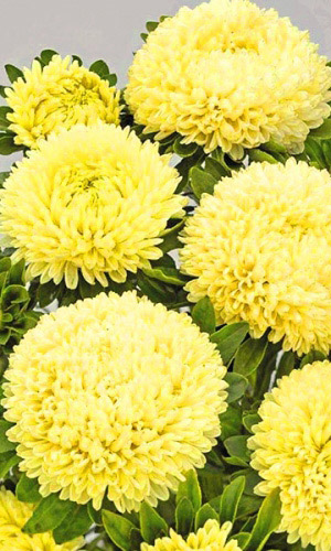 Астра ДЮШЕС ЖЁЛТАЯ &mdash; Пионовидная