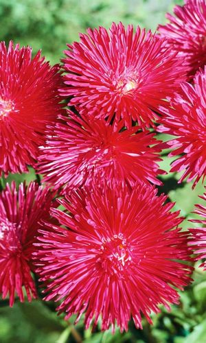 Астра КОСТЁР &mdash; Бордюрная