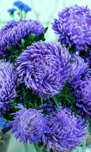 Астра МАРШ АВИАТОРОВ ГОЛУБОЙ &mdash; Тип комплимент