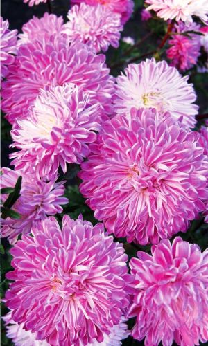 Астра МАРСИАНКА