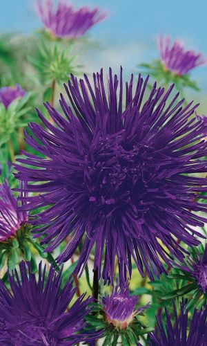 Астра НОЧНАЯ ЗВЕЗДА &mdash; Густомахровая, игольчатый тип