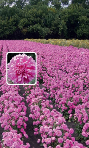 Астра РОЗОВАЯ РОССЫПЬ