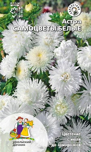 Астра САМОЦВЕТЫ БЕЛЫЕ