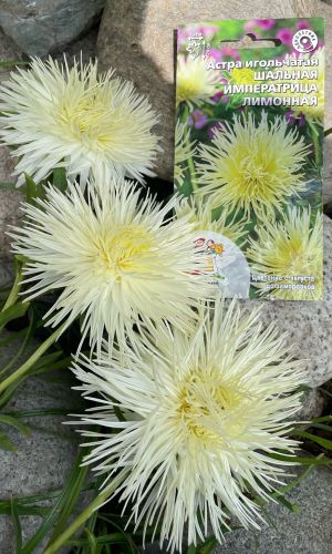 Астра ШАЛЬНАЯ ИМПЕРАТРИЦА ЛИМОННАЯ &mdash; Игольчатая