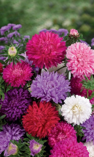 Астра ШАРОВИДНАЯ СМЕСЬ