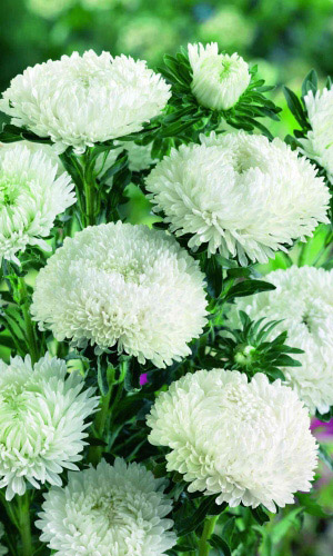 Астра СНЕЖНАЯ КРАСАВИЦА