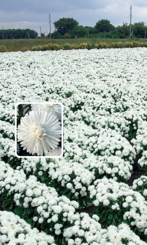 Астра СНЕЖНЫЙ ЖЕМЧУГ