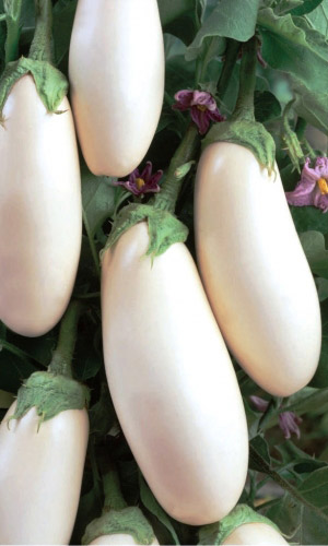 Баклажан АЛЁНУШКА