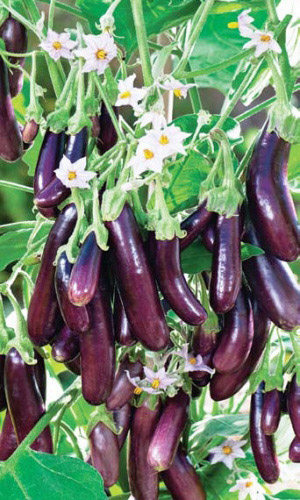 Баклажан АЛМАЗНЫЙ