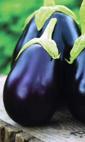 Баклажан БАРДОВСКИЙ ФЕСТИВАЛЬ F1 &mdash; Без горечи! Лучший для гриля! Плоды великаны! В любое лето с урожаем!