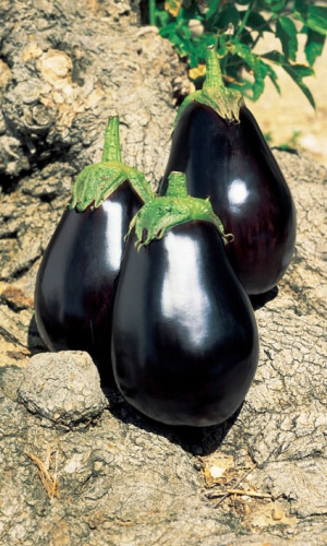 Баклажан БЛЕК БЬЮТИ