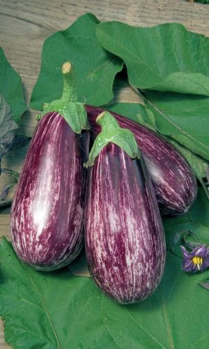 Баклажан ЕГИПЕТСКАЯ СИЛА &mdash; Раннеспелый! Мякоть малосемянная, без горечи! Приспособлен к условиям Сибири!