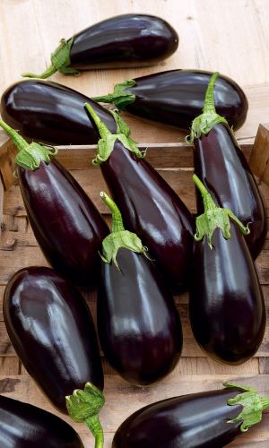 Баклажан МУЛАТКА