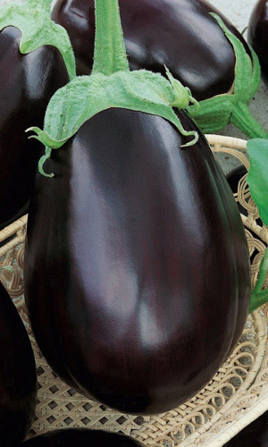 Баклажан РОБИН ГУД