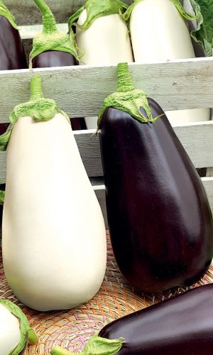 Баклажан ШАХМАТЫ