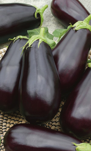 Баклажан СОЛЯРИС &mdash; Гарантированно урожайный! Скороспелый! Переносит любые капризы погоды!