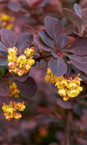 Барбарис оттавский СУПЕРБА