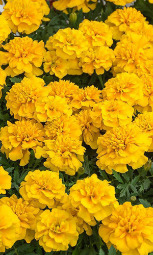 Бархатцы ЛЕМОН ДРОП