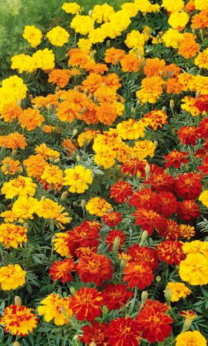 Бархатцы ВЕСЁЛАЯ ПОЛЯНКА