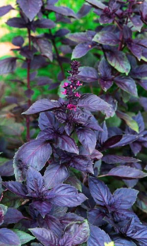 Базилик ЦЫГАНСКИЙ БАРОН