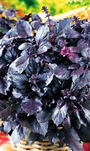 Базилик ФИОЛЕТОВЫЙ БЛЕСК