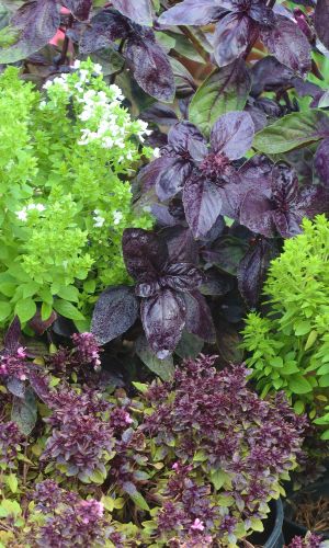 Базилик ИДЕАЛЬНАЯ СМЕСЬ