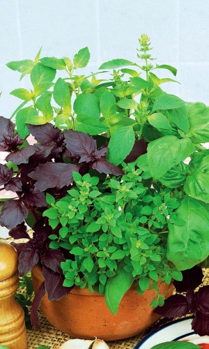 Базилик СМЕСЬ ЛУЧШИХ СОРТОВ