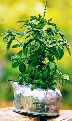 Базилик ЛИМОННЫЙ АРОМАТ