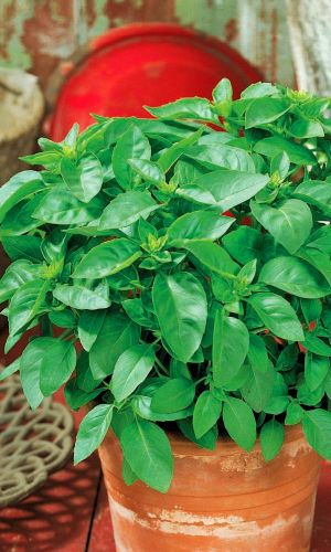 Базилик СВЕЖИЙ БРИЗ