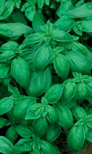 Базилик ЗАСТОЛЬНЫЙ &mdash; Истинный вкус Италии! Ароматный, с терпким вкусом! Просто создан для соуса песто!