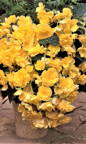 Бегония клубневая САН ДАНСЕР ЕЛЛОУ F1