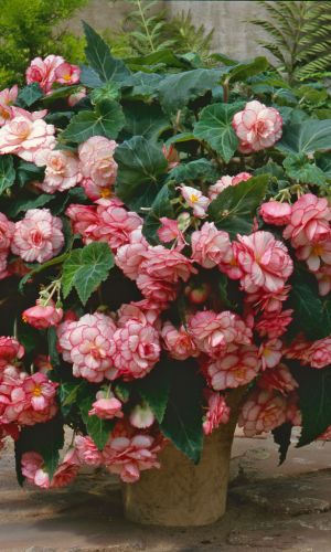 Бегония клубневая САН ДАНСЕР ВАЙТ ПИНК ПИКОТИ F1