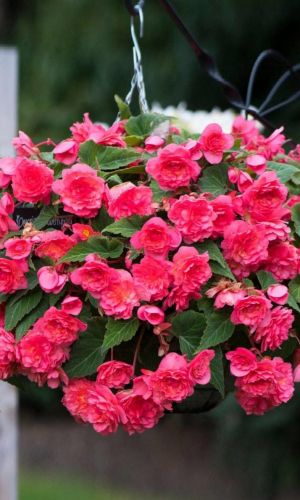 Бегония клубневая ШАНСОН РОЗОВАЯ F1