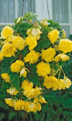 Бегония клубневая ШАНСОН ЖЁЛТАЯ F1