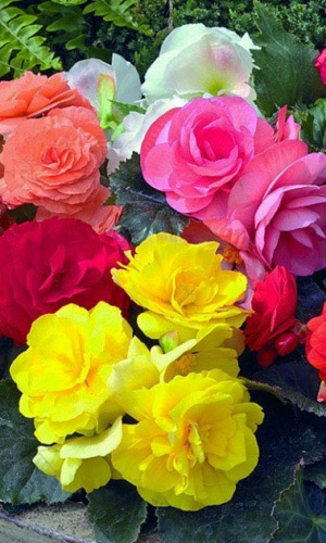 Бегония клубневая ВЕРСАЛЬСКАЯ ИСТОРИЯ