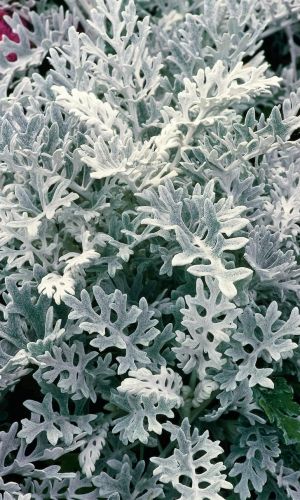 Цинерария СЕРЕБРЯНАЯ ПЫЛЬ