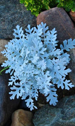 Цинерария СЕРЕБРЯНАЯ