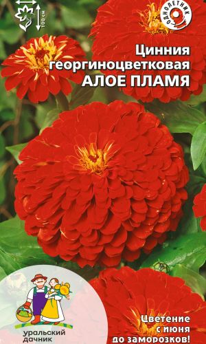 Цинния АЛОЕ ПЛАМЯ