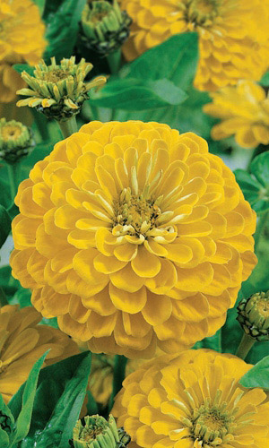 Цинния ПТИЧКА КАНАРЕЙКА &mdash; Георгиноцветковая