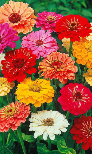 Цинния СУПЕР ЙОГА георгиноцветковая
